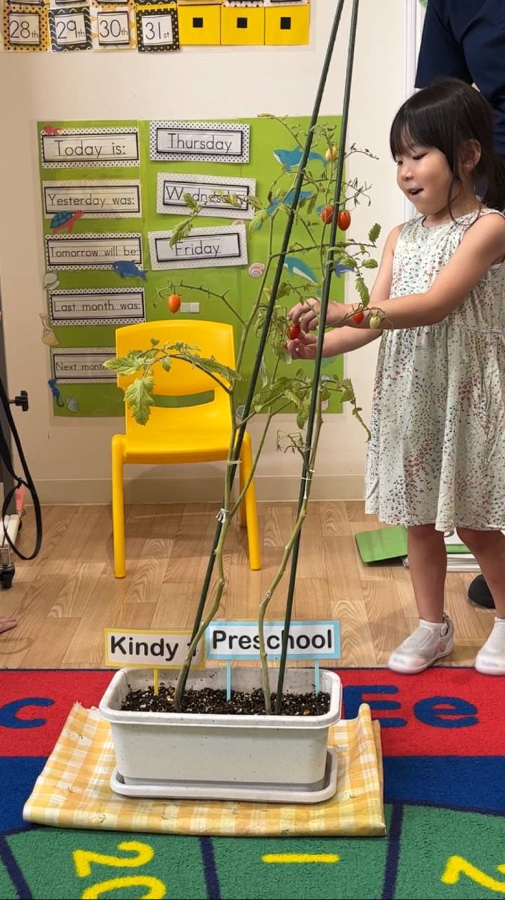 Our tomato!(トマトが育ったよ！)☆ Kindy 1(年少クラス)